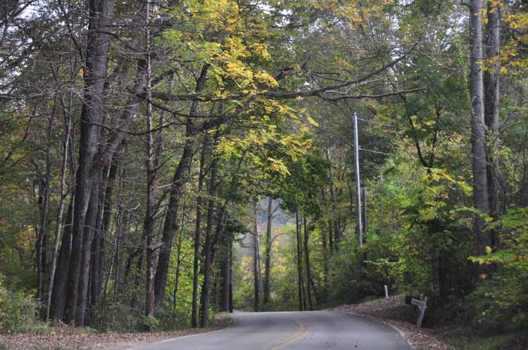 tree-lined road